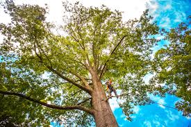 Trusted Garrett, WA Tree Care Experts
